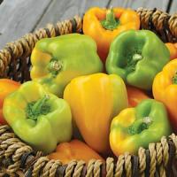 Flavorburst Pepper