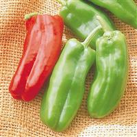 Giant Marconi Pepper