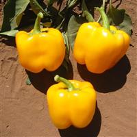 Golden California Wonder Pepper