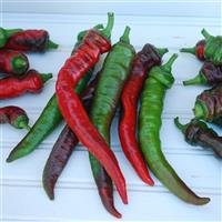 Jimmy Nardello’s Pepper