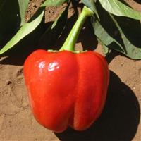 Keystone Resistant Giant Pepper