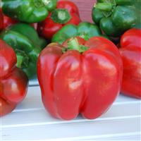 King of the North Pepper