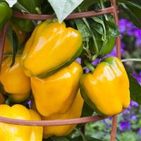 Liberty Belle Pepper