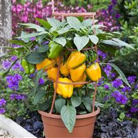 Liberty Belle Pepper