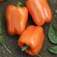 Orange Blaze Pepper
