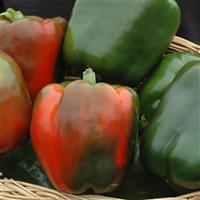 Revolution II Pepper