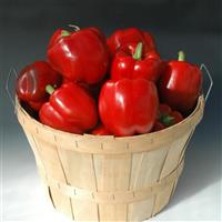 Revolution II Pepper