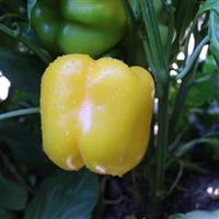 Yellowfin Pepper
