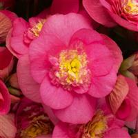 Belove Rose Improved Hiemalis Begonia