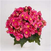 Belove Rose Improved Hiemalis Begonia