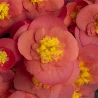 Belove Salmonpink Hiemalis Begonia