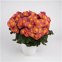 Belove Salmonpink Hiemalis Begonia