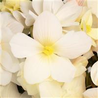 Florencio Snow Hybrid Begonia