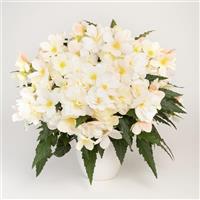 Florencio Snow Hybrid Begonia