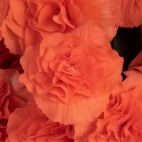 Florencio Double Salmon Hybrid Begonia