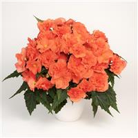 Florencio Double Salmon Hybrid Begonia
