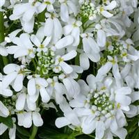 Iberis Whistler White