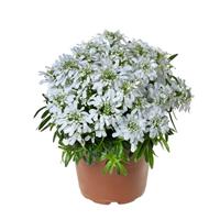 Iberis Whistler White