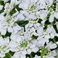 Iberis Whistler Late