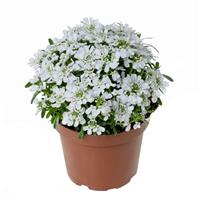 Iberis Whistler Late