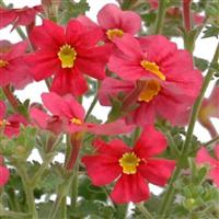 Jammin' Coral Jamesbrittenia