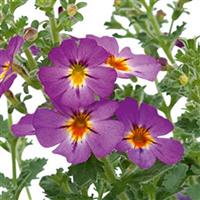 Jammin' Lilac Jamesbrittenia