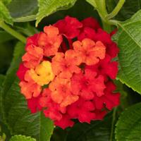 Hot Blooded Mega Red Lantana