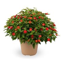 Hot Blooded Mega Red Lantana