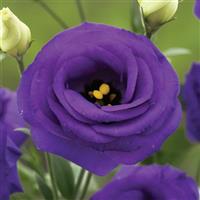 Croma 2 Blue Lisianthus