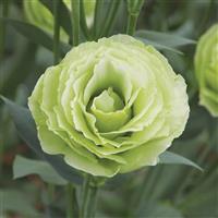 Croma 2 Green Lisianthus