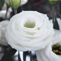 Croma 2 White Lisianthus