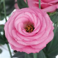 Croma 2 Pink Lisianthus