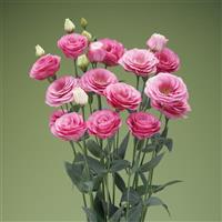 Croma 2 Pink Lisianthus