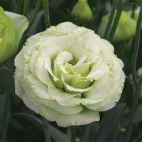 Croma 3 Green Lisianthus