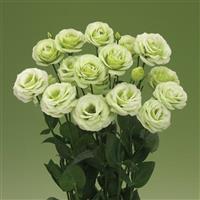 Croma 3 Green Lisianthus