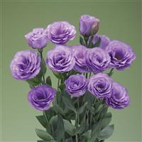 Croma 3 Lavender Lisianthus