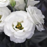 Croma 3 Pure White Lisianthus