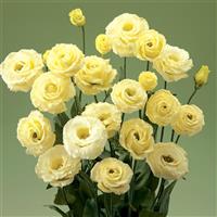 Croma 3 Yellow Lisianthus
