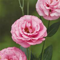 Croma 3 Light Pink Lisianthus