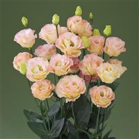 Croma 2 Champagne Lisianthus