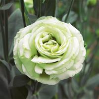 Croma 3 Apple Green Lisianthus