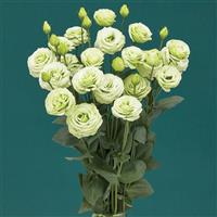 Croma 3 Apple Green Lisianthus