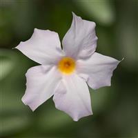 Madinia Petite White Blush Mandevilla