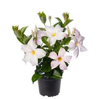 Madinia Petite White Blush Mandevilla