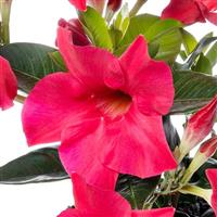 Madinia Hot Pink Mandevilla