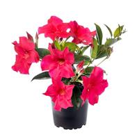 Madinia Hot Pink Mandevilla