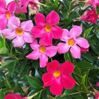 Sun Parasol Original XP Pink Mandevilla