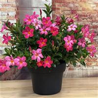 Sun Parasol Original XP Pink Mandevilla