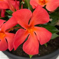 Sun Parasol Original XP Maui Sunset Mandevilla