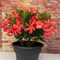 Sun Parasol Original XP Maui Sunset Mandevilla